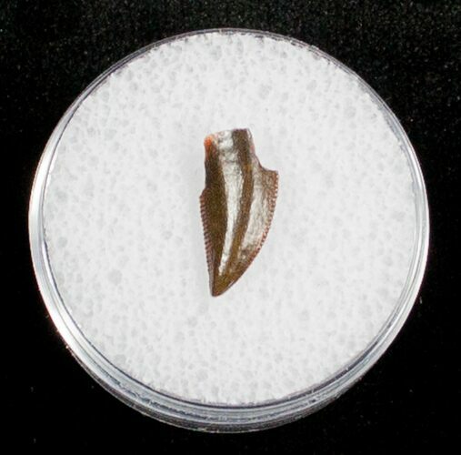 Small Dromaeosaur (Raptor) Tooth From Morocco #3327